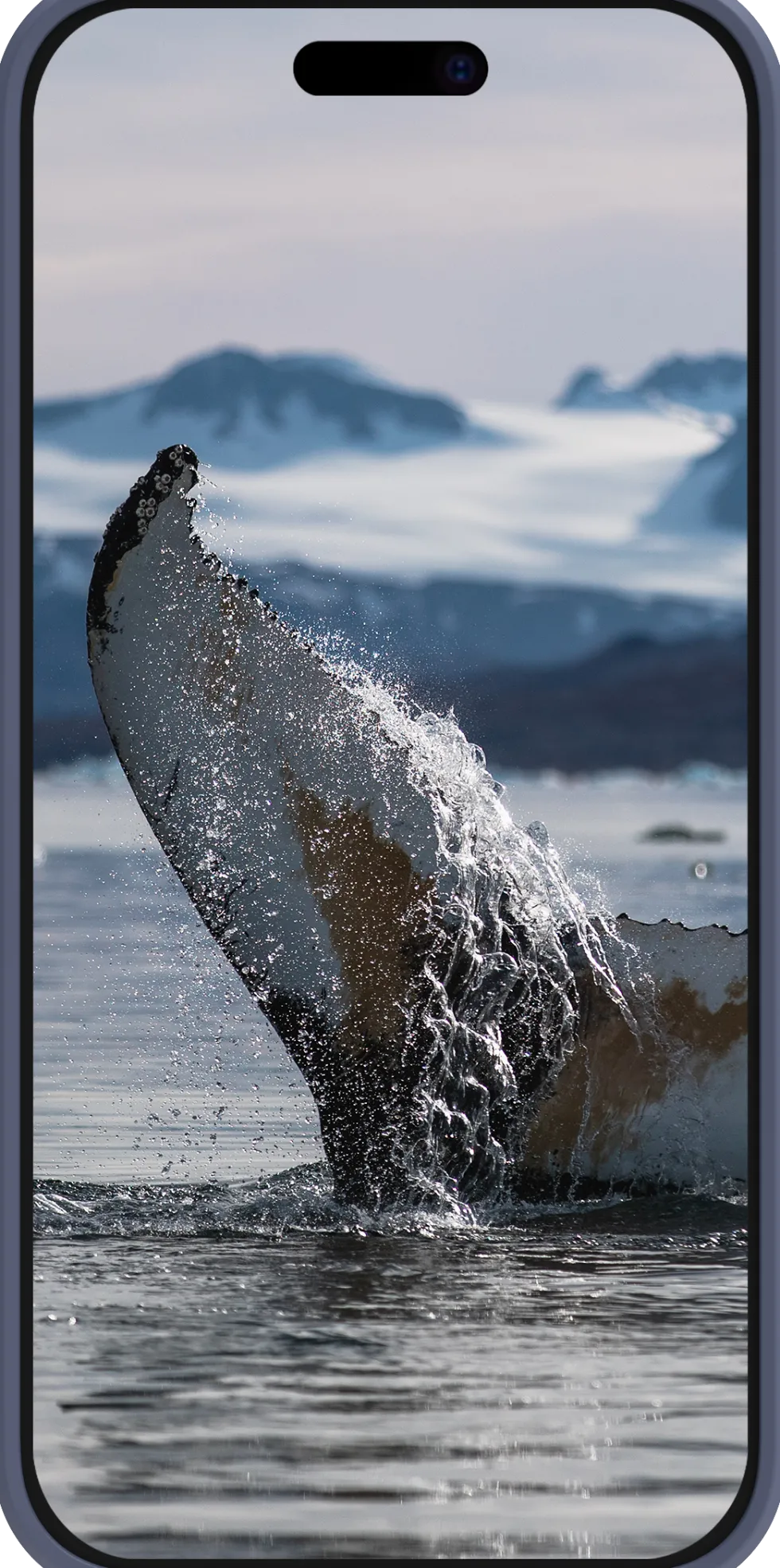 Greenland Pro MS - iPhone 16 Plus - Pacific Blue