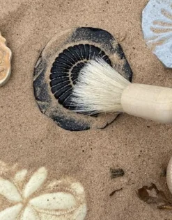 Undersök Fossilier av sten 8/fp