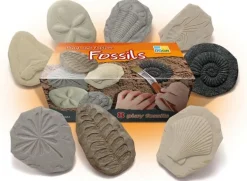 Undersök Fossilier av sten 8/fp