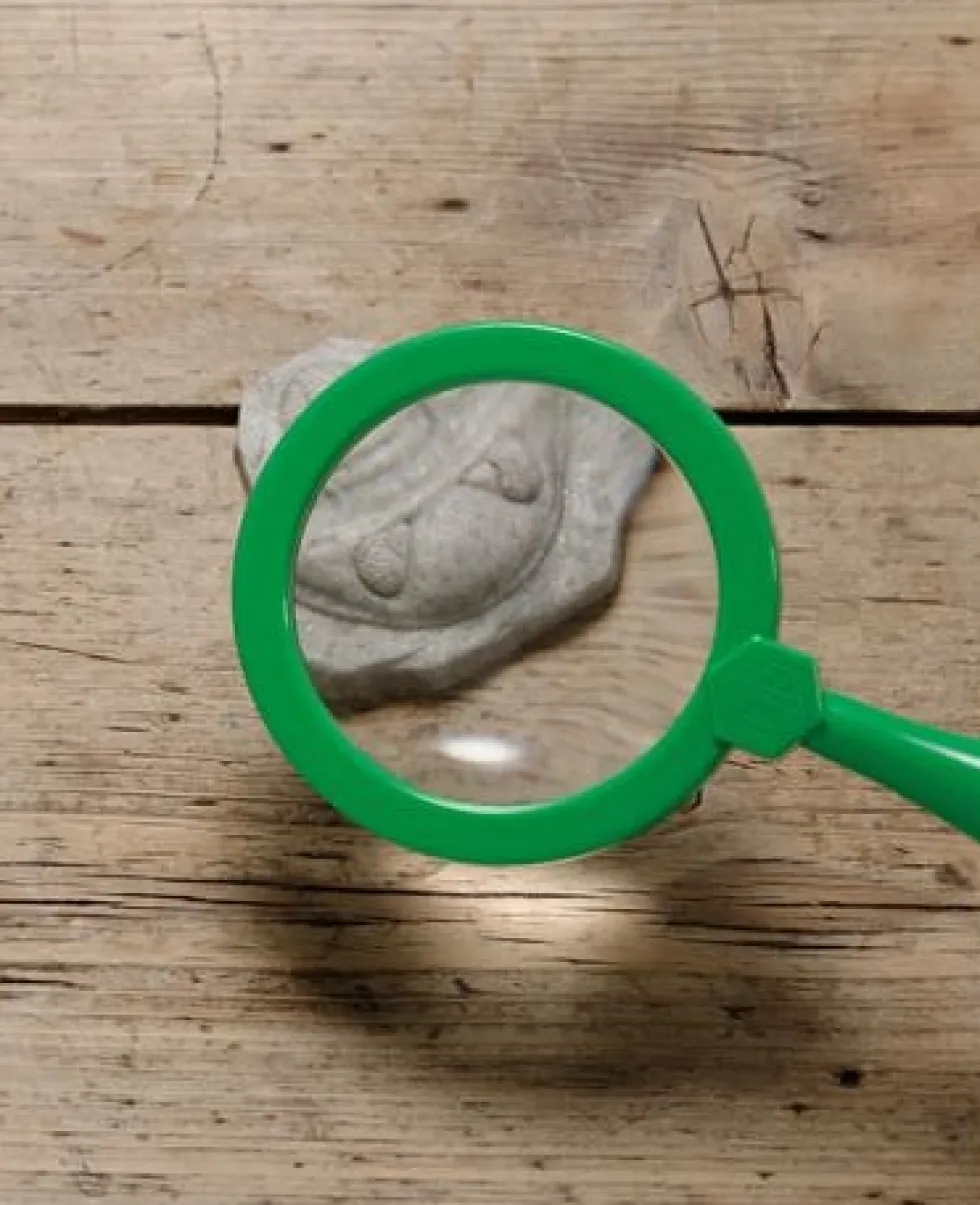 Undersök Fossilier av sten 8/fp
